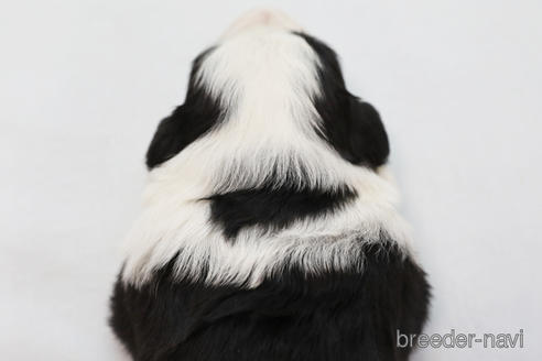 成約済の神奈川県のボーダーコリー-213145の2枚目